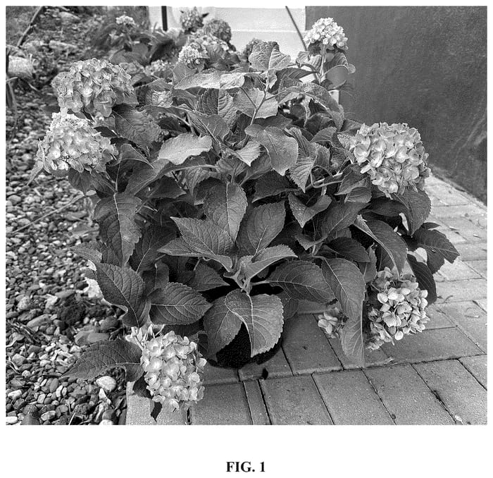 Figure 1 of US plant patent PP36808, the photograph of Bailmacnine printed in the patent.