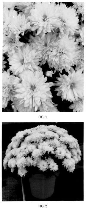 Figure 1 of US plant patent PP36809, the photograph of CIFZ0116 printed in the patent.
