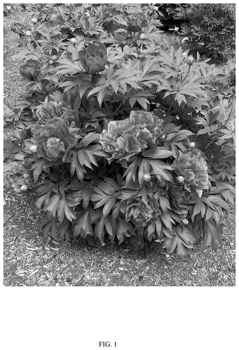 Figure 1 of US plant patent PP36810, the photograph of Smithopus7 printed in the patent.