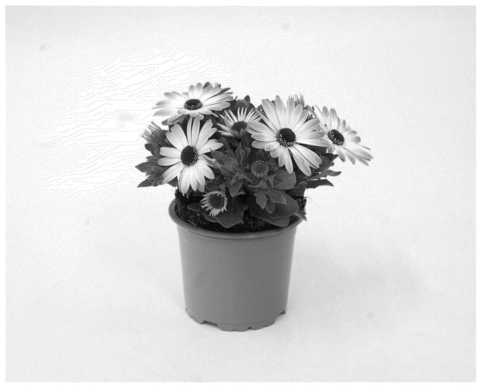 Figure 1 of US plant patent PP36811, the photograph of KLEOE23819 printed in the patent.