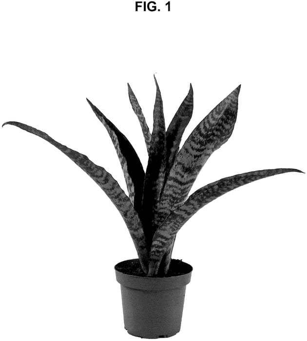 Figure 1 of US plant patent PP36812, the photograph of ZEBRA printed in the patent.