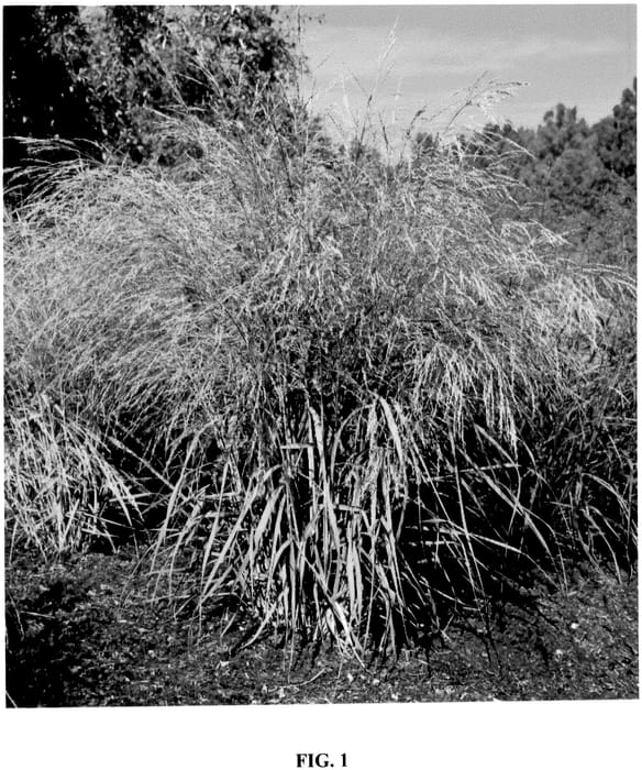 Figure 1 of US plant patent PP36813, the photograph of Blue Lime printed in the patent.