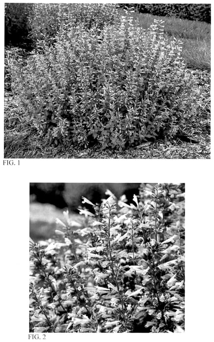 Figure 1 of US plant patent PP36814, the photograph of Pinky Pie printed in the patent.