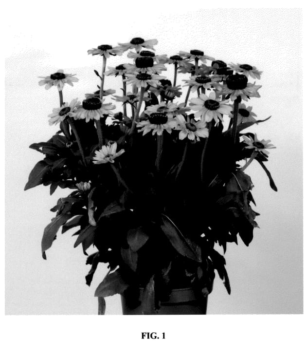 Figure 1 of US plant patent PP36815, the photograph of RUDBDIV658 printed in the patent.
