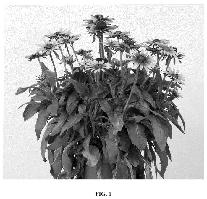 Figure 1 of US plant patent PP36816, the photograph of RUDBSUN303 printed in the patent.